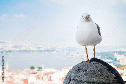Canvas Print White seagull on fence of Galata Tower