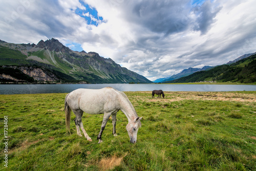 Horses in a large meadow near a lake in the mountains