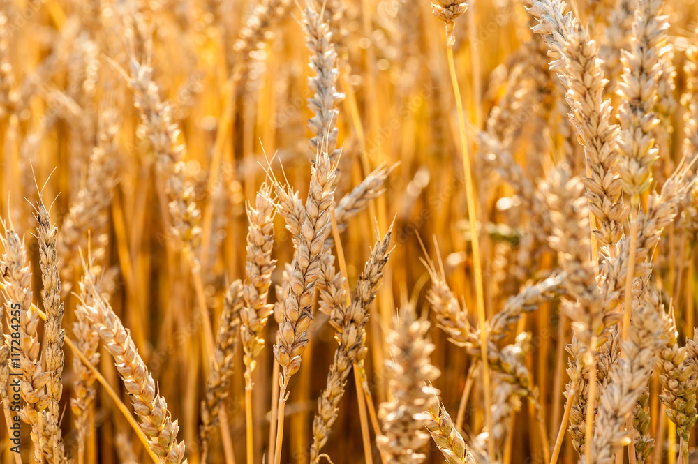 Fototapeta premium golden wheat field