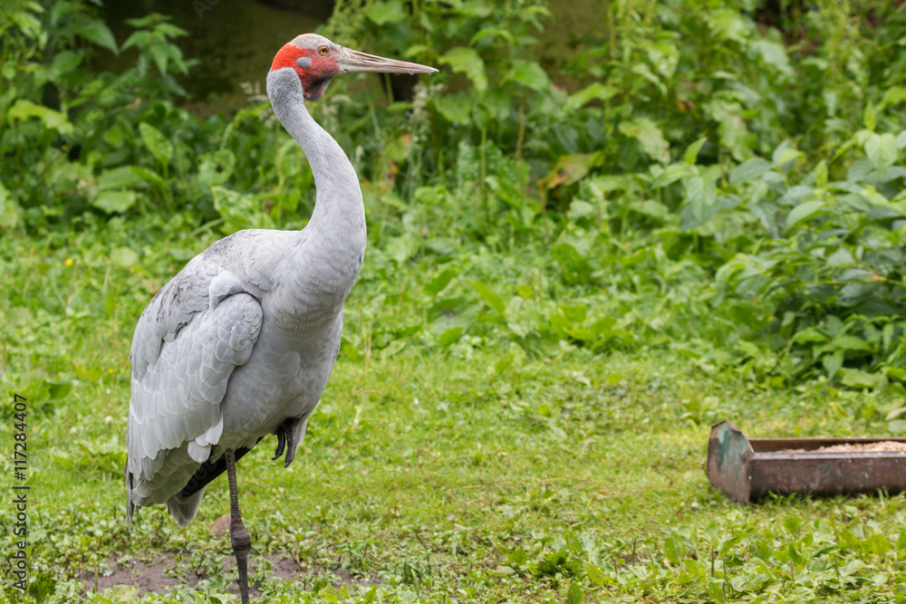 Fototapeta premium Brolga