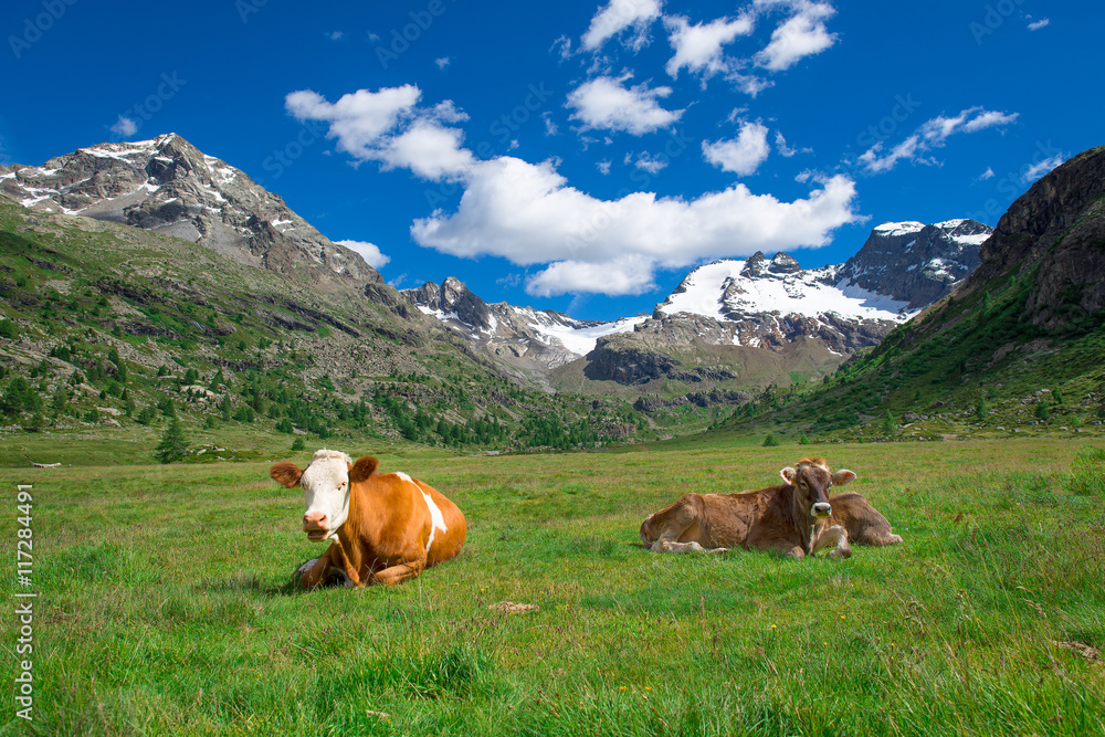 Cows grazing in the high mountains on the Swiss Alps