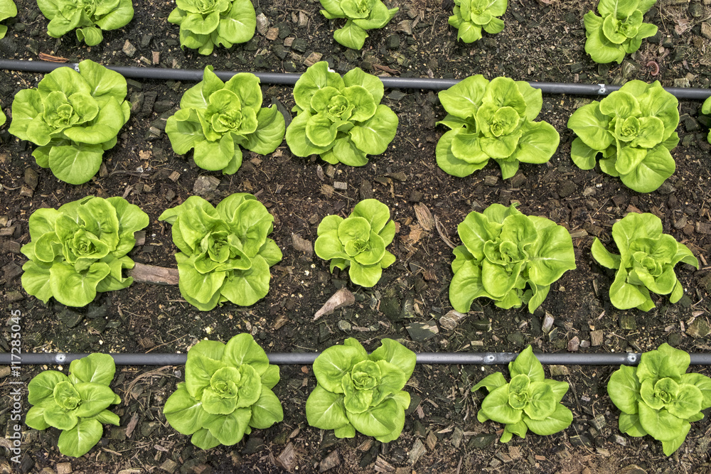 Butter head plantation on ground, organic vegetables, background. Butter head plantation on ground, organic vegetables, background.
