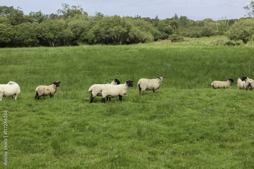 Sheep's been out to pasture, Donegal, Ireland Sheep's been out to pasture, Donegal, Ireland