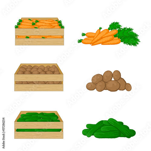 Vegetables in wooden boxes isolated on white background. Carrots, potatoes and cucumbers. Organic food illustration. Fresh vegetables from the farm.
