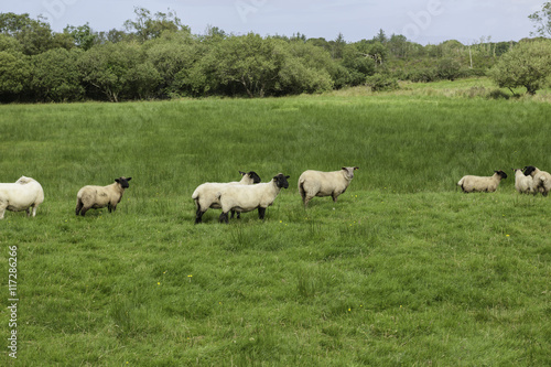 Sheep's been out to pasture, Donegal, Ireland