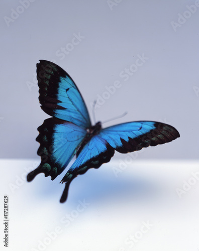 Blue butterfly