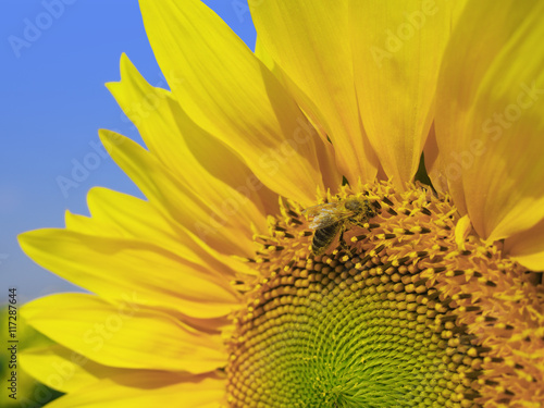 Honey bee on a sunflower over blue sky background