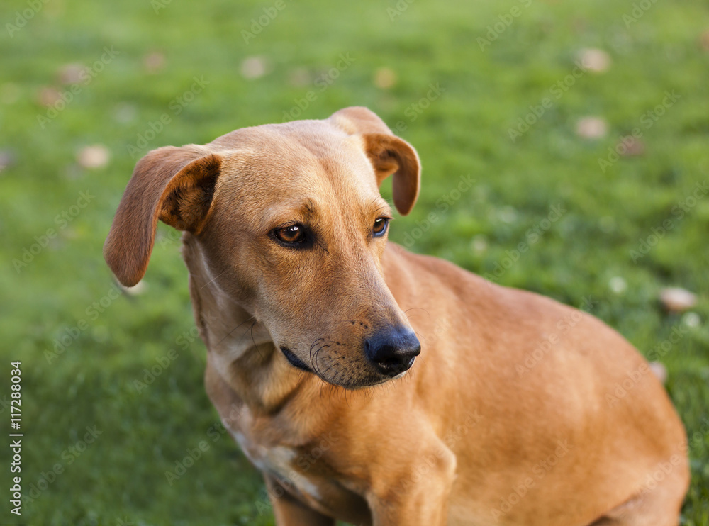 Beautiful brown dog on green grass, close up shot