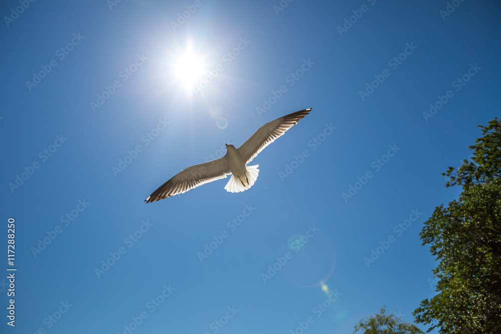 Obraz premium Seagulls flying in the sky. Stavanger, Norway in front of the Cathedral.
