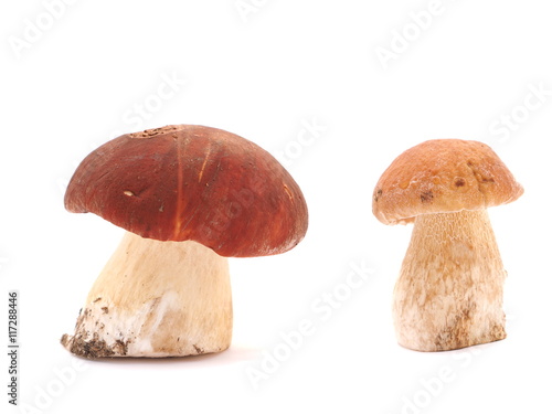 boletus mushroom on white background