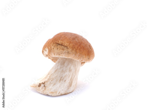 boletus mushroom on white background
