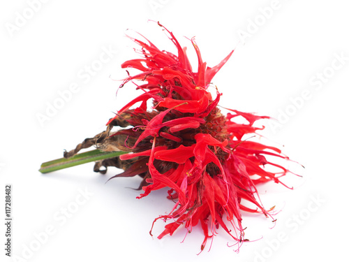 bergamot flowers on a white background photo