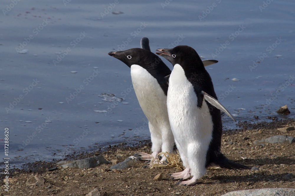 Obraz premium Adelie penguins walking on the beach of Devil's Island in Antarctica