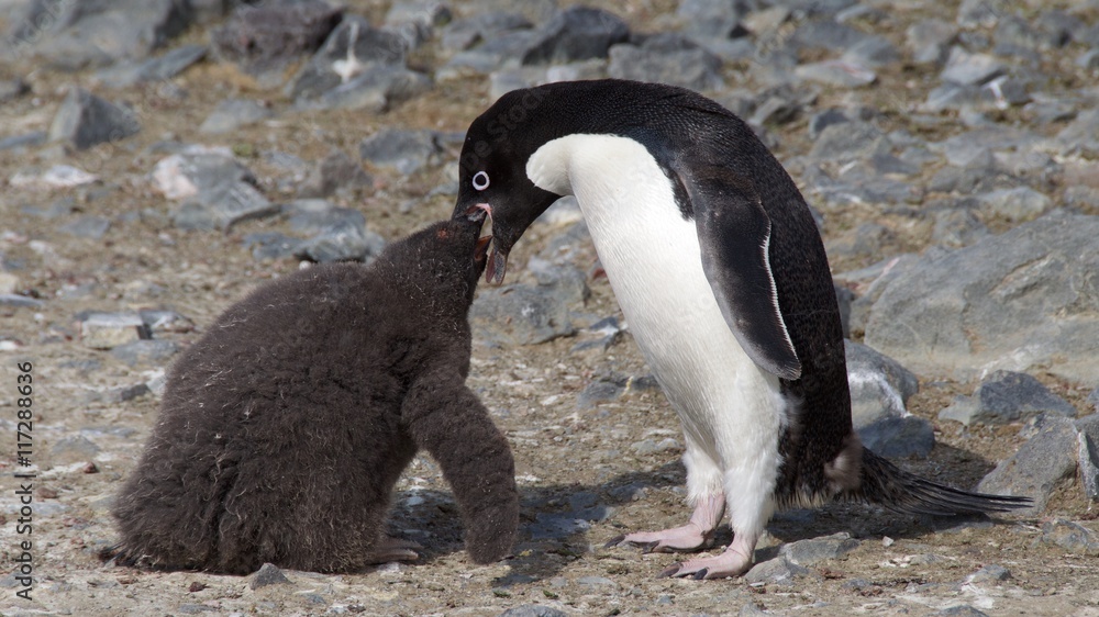 Naklejka premium Mother Adelie Penguin feeding her baby on the beach of Devil`s Island in Antarctica