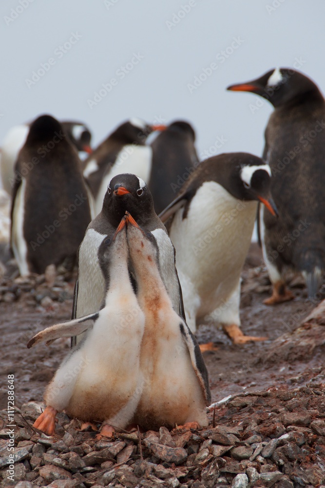 Naklejka premium A family of three Gentoo Penguins at Neko Harbor in Antarctica