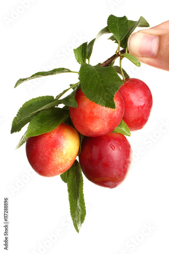 The branch of red plums in hand on a white isolated background.