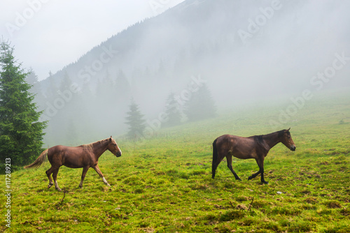Two wild running horses
