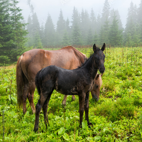 Black foal and horse