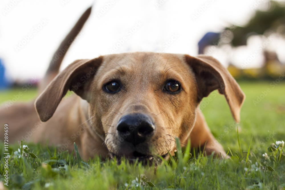 Front, low angle shot of brown dog on green grass with tail up