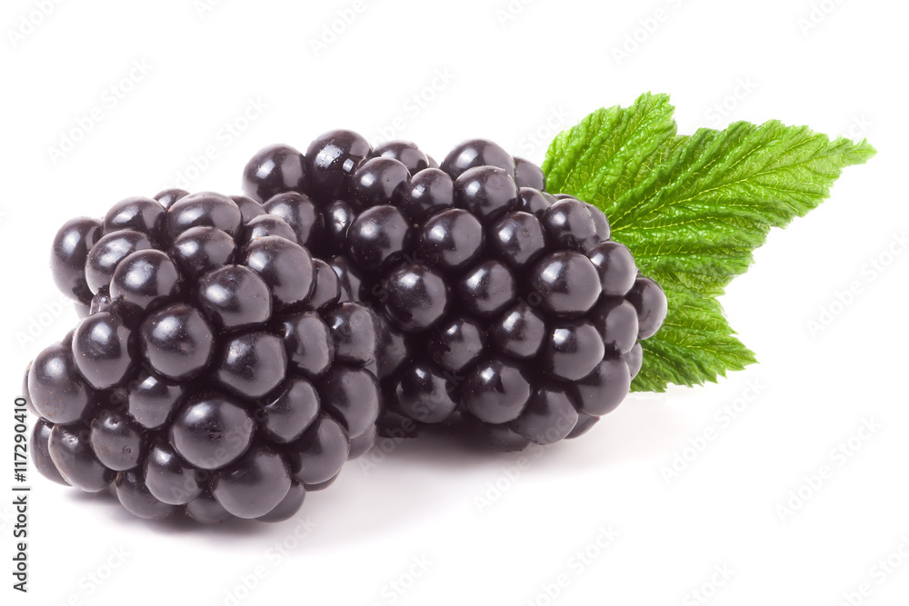 blackberry with leaf isolated on a white background closeup blackberry with leaf isolated on a white background closeup