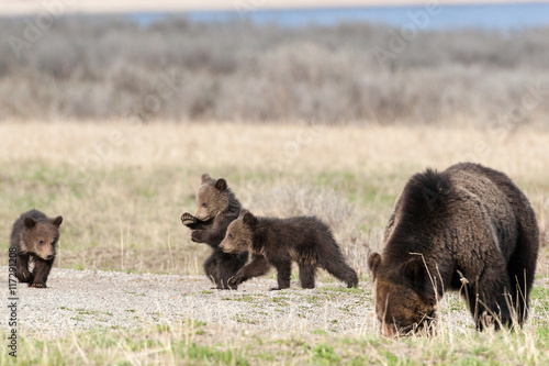 Bears in the Wild © Wesley Aston