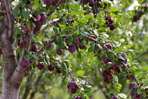 Obraz na płótnie plum fruit garden in summer w salonie
