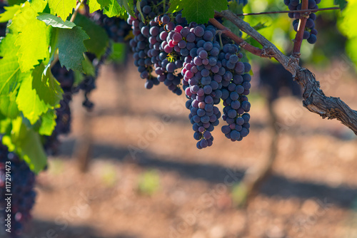 vineyard with ripe grapes