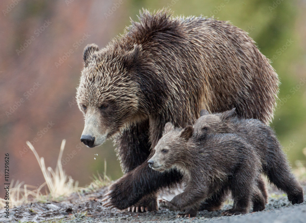 Fototapeta premium Bears in the Wild