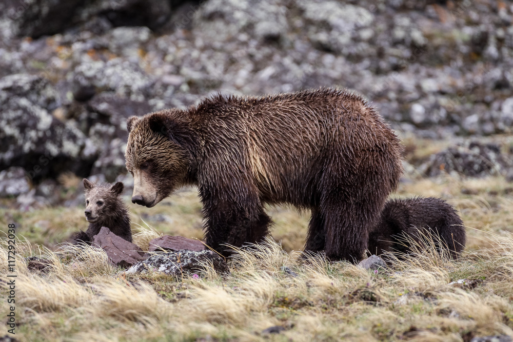 Obraz premium Bears in the Wild