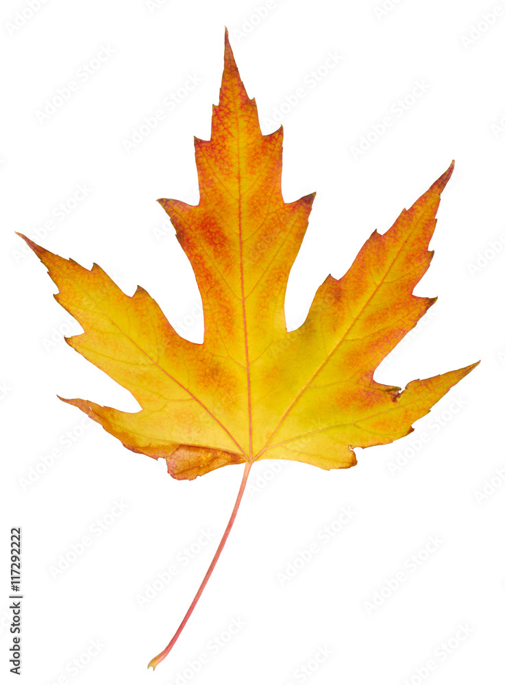 Fototapeta premium Maple leaf