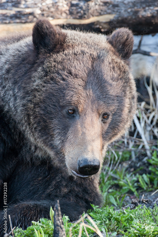 Bears in the Wild