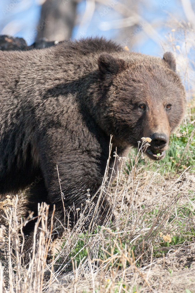 Bears in the Wild Bears in the Wild
