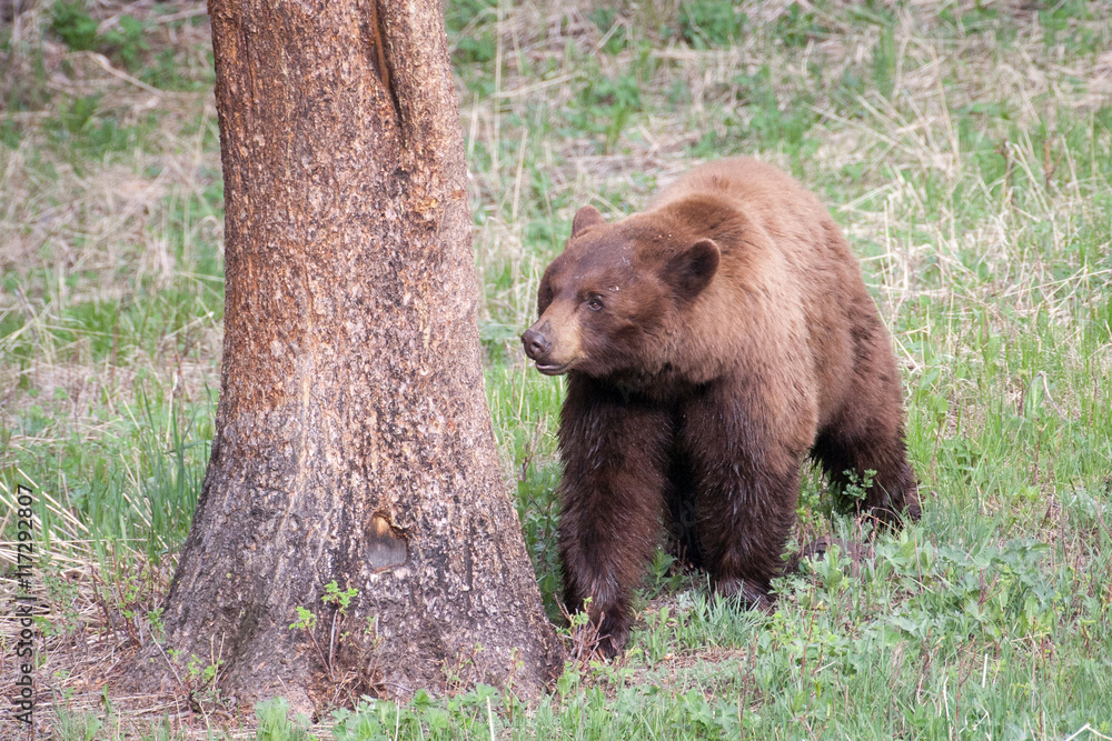 Fototapeta premium Bears in the Wild