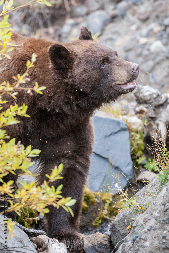 Fototapeta premium Bears in the Wild