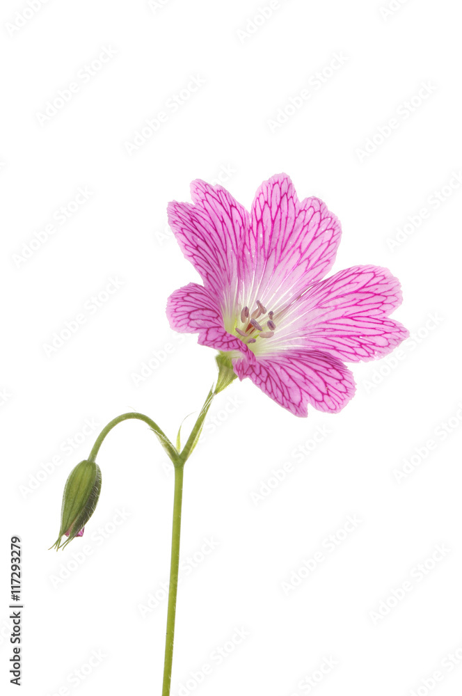 Crane's bill Geranium Crane's bill Geranium