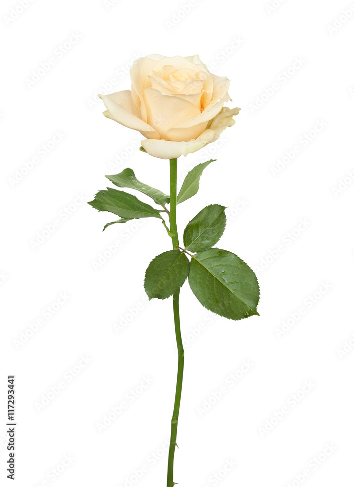 Beige light rose Beige light rose