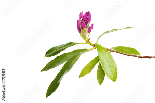 Rhododendron bud and leaves
