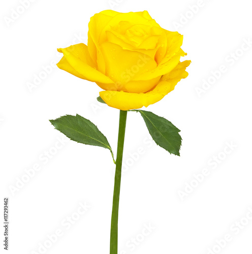 Nice yellow rose