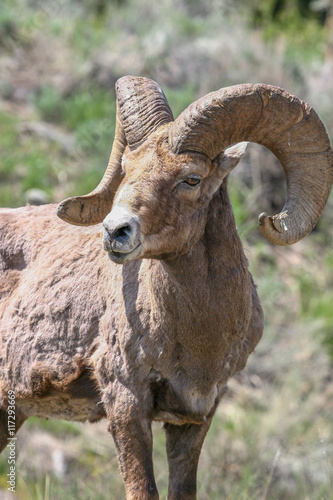 Big Horn Sheep