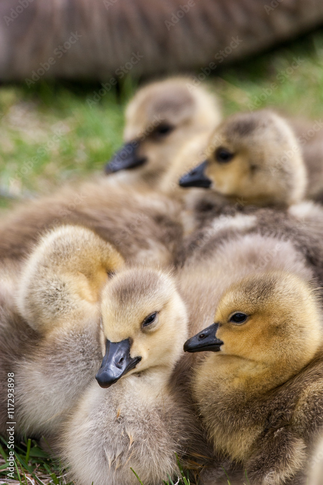 Geese goslings huddling in a group