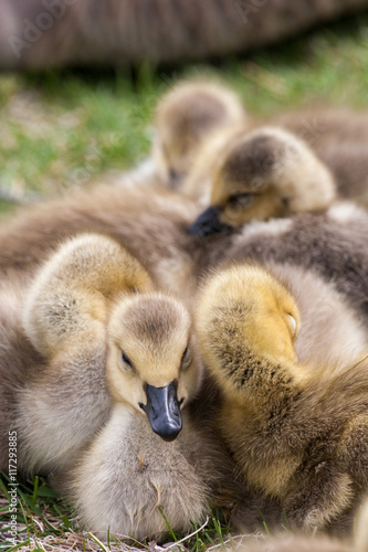 Geese goslings huddling in a group © Wesley Aston