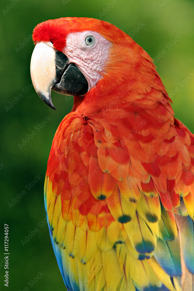 Scarlet Macaw Scarlet Macaw