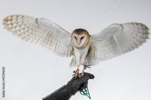 Barn owl on glove with wings open.