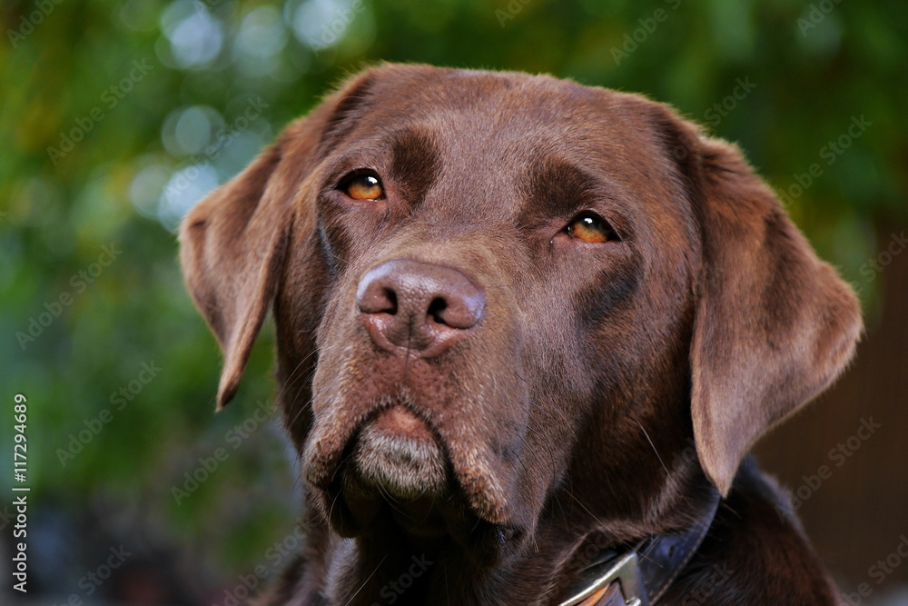 Kopf von braunem Labrador, Portrait