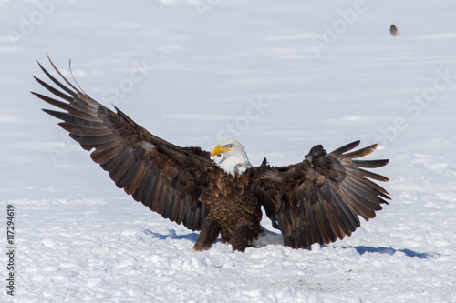 Bald Eagle sitting in the snow with wings open