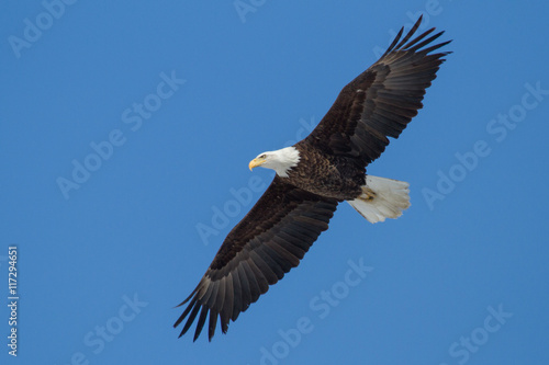 Bald Eagle soaring through the sky
