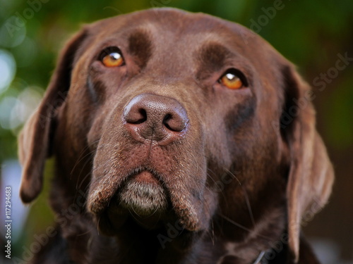 Kopf von braunem Labrador, Portrait