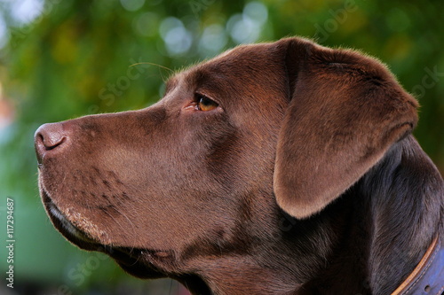 Kopf von braunem Labrador, Portrait photo