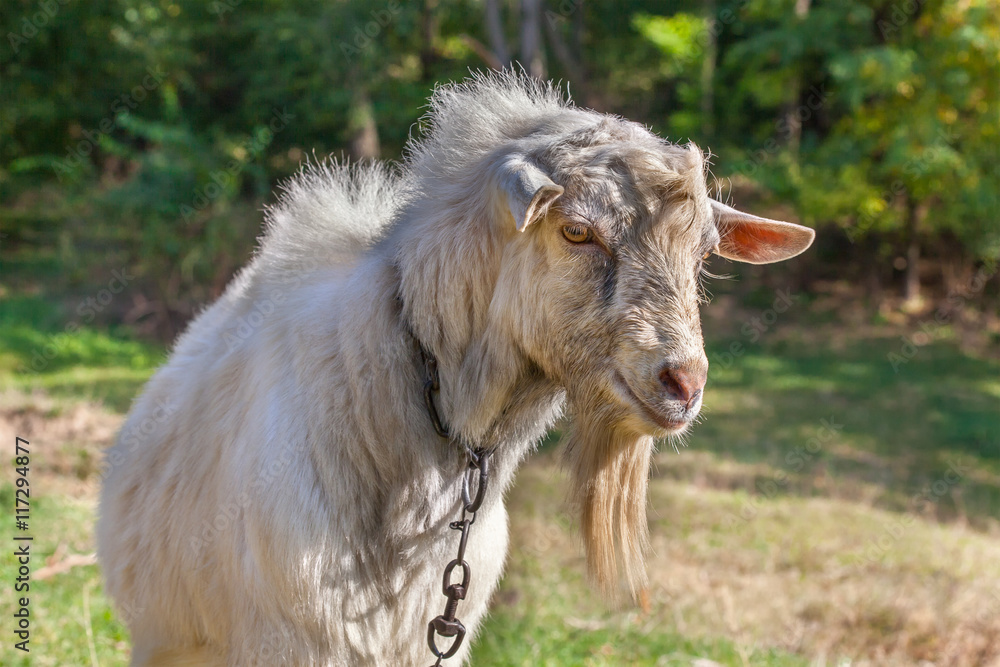 Obraz premium gently goat portrait