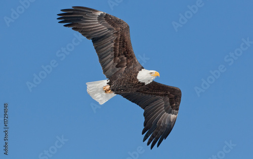 Bald Eagle flying against a blue sky © Wesley Aston